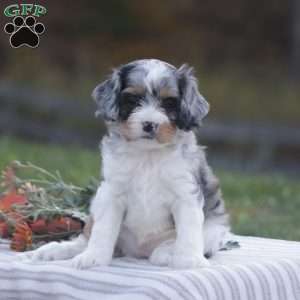 Haisley, Cavapoo Puppy